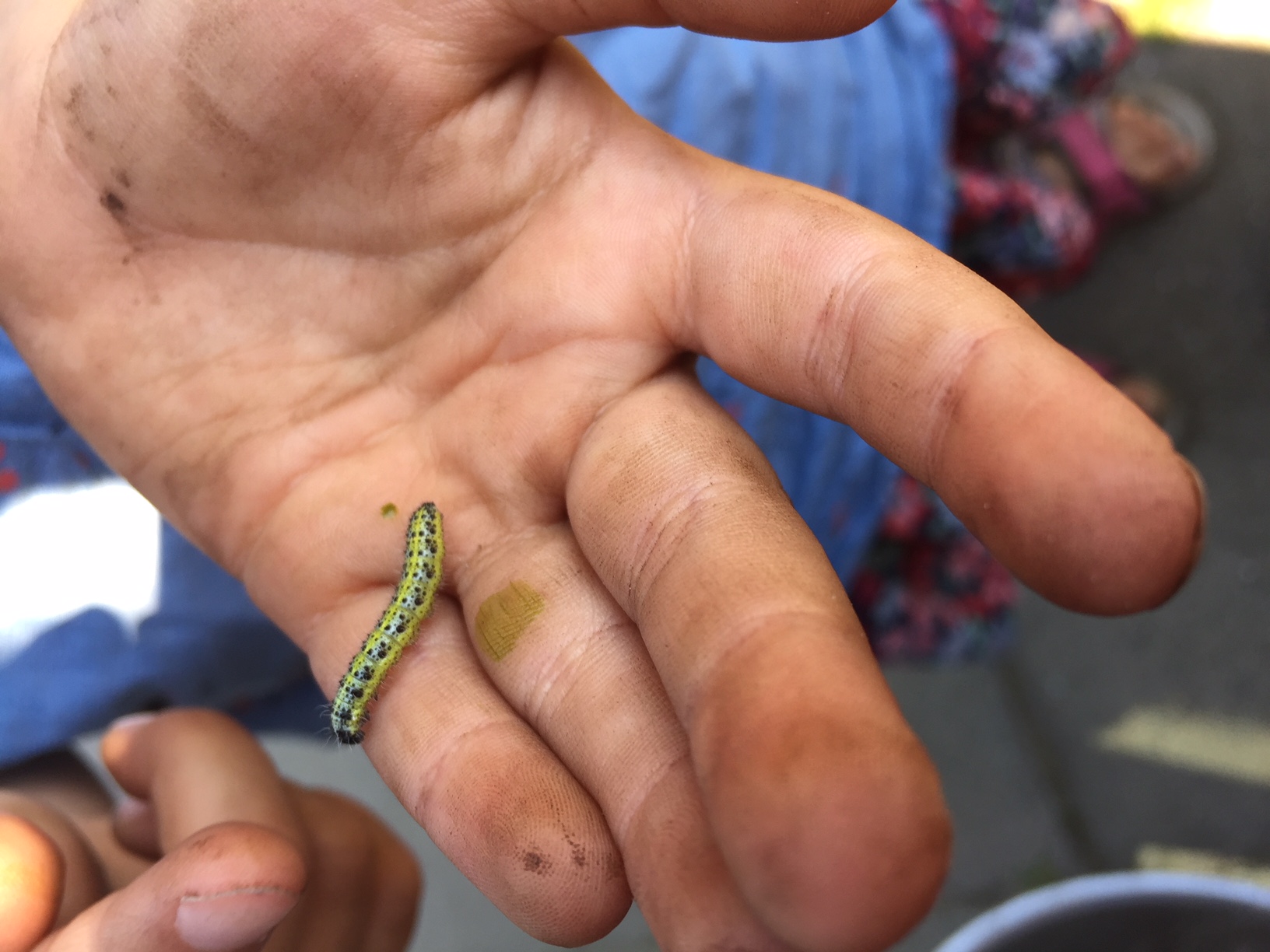 Hånd med larve